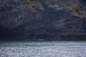 T19C transient Orca cruises shoreline at Flattop National Wildlife refuge
