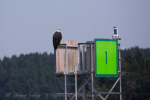 Bald Eagle roosts on Wasp Pass Channel marker