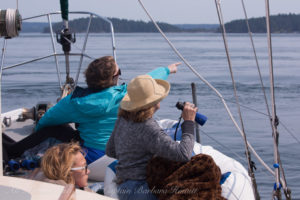 All Aboard Sailing whale watching