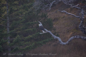 Bald eagle