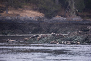 Harbor Seals hauled out