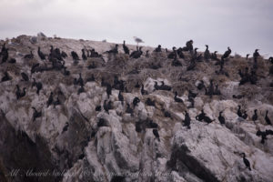 Cormorant nesting site of Goose Island