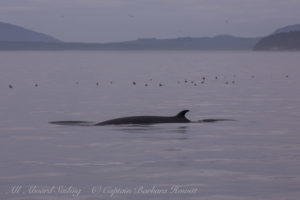 Minke Whale