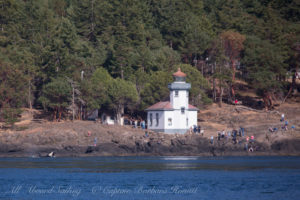 Orca half breach off Lime Kiln Point Lighthouse