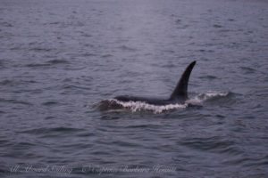 J39 Mako