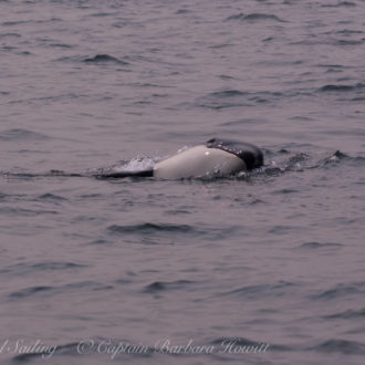 Sail around San Juan Island -NOAA feeds J pod on the West side