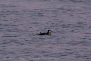 Rhinoceros Auklet with fish