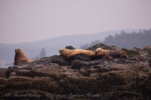 Stellers Sea Lions