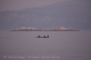T65As Transient or Biggs Orcas