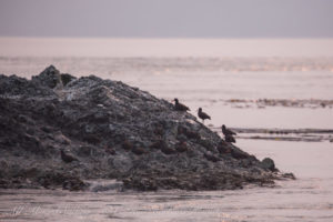 Bird Rocks with a gathering of 18 Black Oyster Catchers