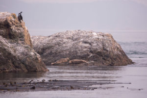 Harbor Seals at Bird Rocks