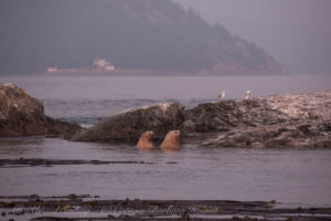 Steller sea Lions at Bird Rocks