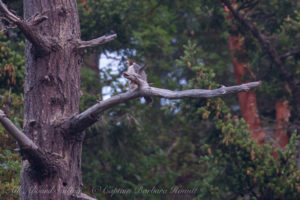 Peregrine Falcon