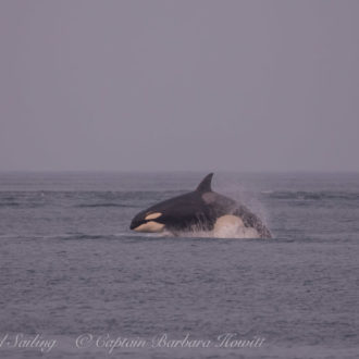 There generations of Biggs whales, the T36’s hunting at Boiling Reef