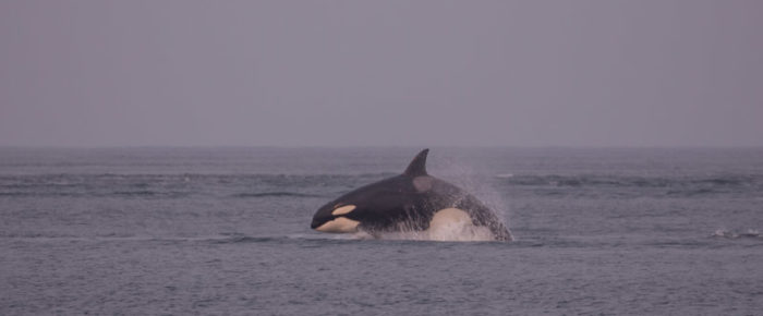 There generations of Biggs whales, the T36’s hunting at Boiling Reef