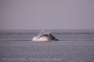 T36A1 lunges after a Harbor Porpoise