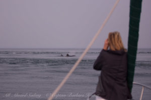 Whale watching sailing