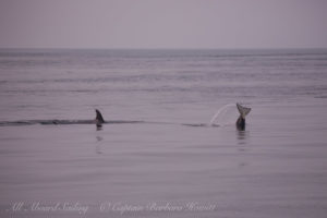 T36s backward swimming