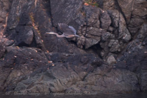 Great Blue Heron in flight