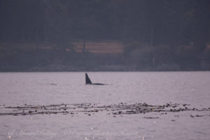 T2C1 male Orca