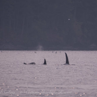 Sailing with the T2C family of Transient Orcas Mandarte Island