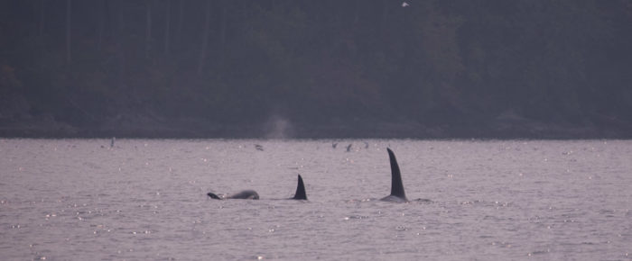 Sailing with the T2C family of Transient Orcas Mandarte Island
