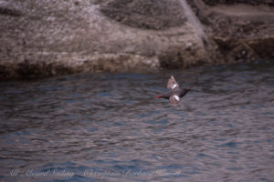 Pigeon Guillemot