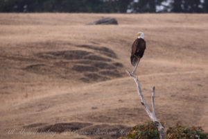 Bald Eagle Spieden Island