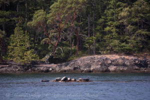 Harbor Seals hauled out at Spring Pass