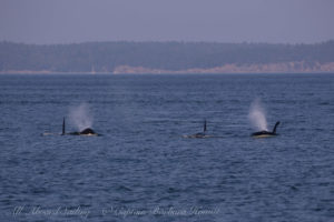 T2Cs Biggs (Transient) Orcas