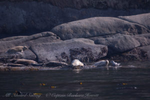 Harbor Seals on Skipjack Island