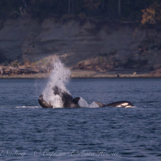 T2cs hunting near Skipjack Island National Wildlife Refuge