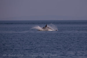 T2Cs hunting Harbor Seals