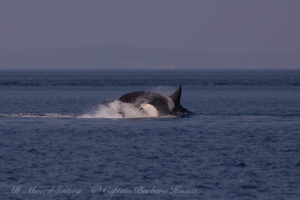 T2Cs hunting Harbor Seals