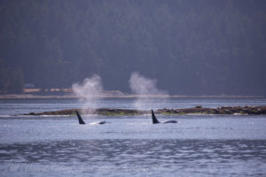 T101A and T101B Transient (Biggs) Orcas at Tumbo Island