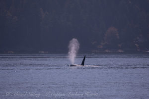 T101A and T101B Transient (Biggs) Orcas at Tumbo Island