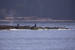 T101A and T101B Transient (Biggs) Orcas at Tumbo Island