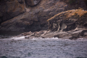 Harbor Seals Flattop Island