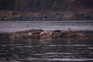 Harbor Seals at Sharks Reef