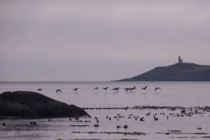 Canada Geese Cattle Pass