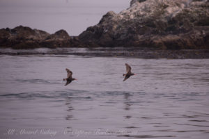 Black Oyster Catchers