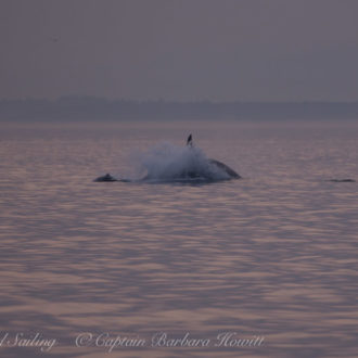 J pod Southern Resident Orcas chase Harbor Porpoise