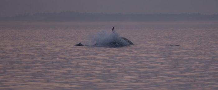 J pod Southern Resident Orcas chase Harbor Porpoise