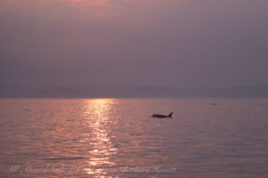Southern Resident Orca sunset False Bay