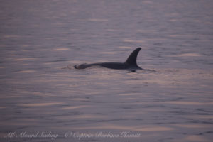 Southern Resident Orca