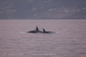 Southern Resident Orca chasing Harbor Porpoise