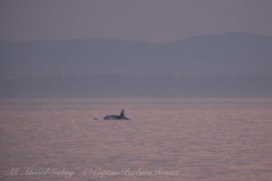 Southern Resident Orca chasing Harbor Porpoise
