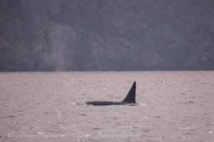 Biggs Orcas