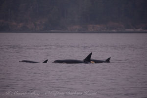 Biggs Orcas