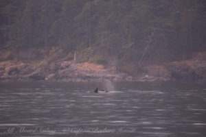 Biggs Orcas